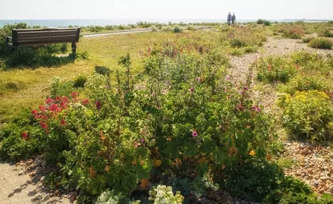 Friends of Shoreham Beach LNR